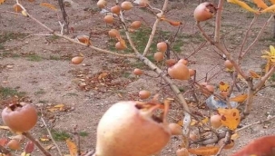 ------  NEDİR BU--MUŞMULA, TÖNGEL, BEŞBIYIK.  ---BİR BAKALIM-