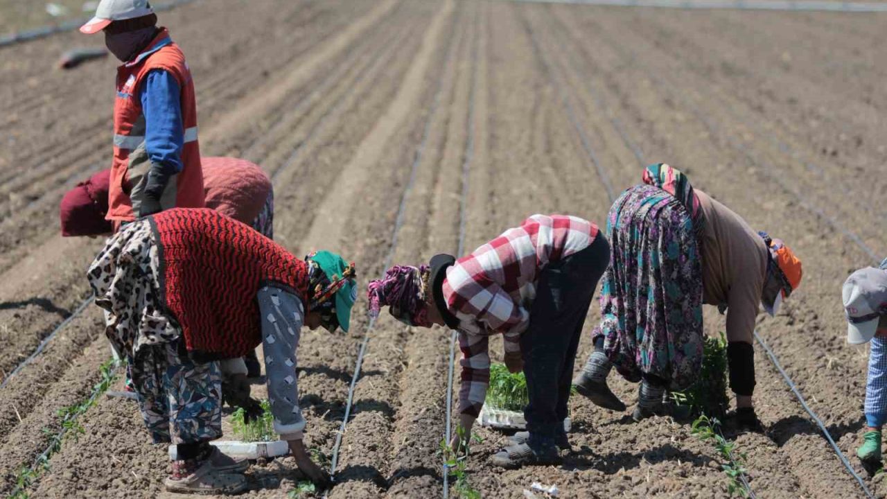 14 salça fabrikasına sahip Karacabey’de domates sezonu başlıyor