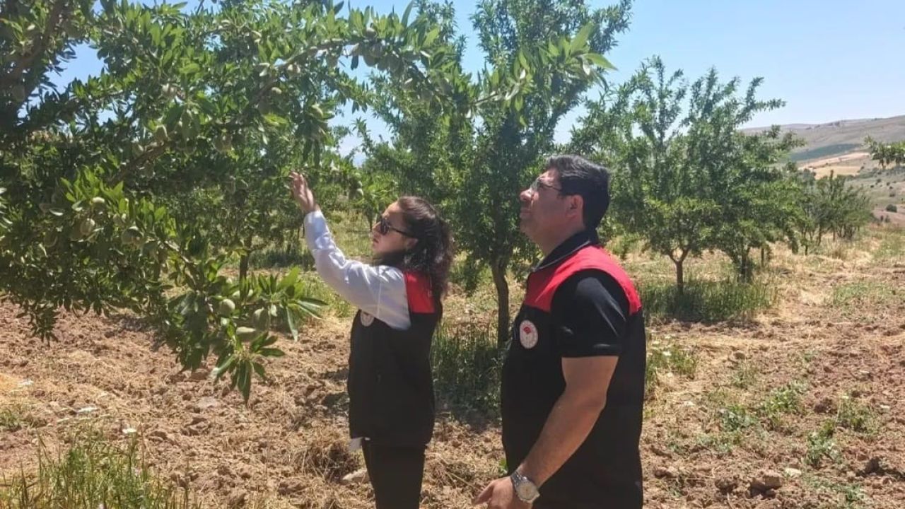 Ağın’da badem bahçelerine hastalık ve zararlı kontrolü