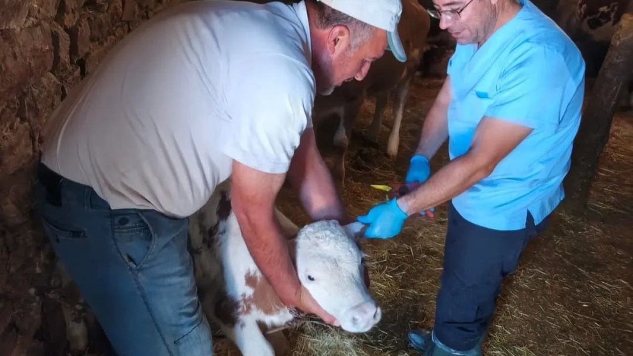 Ağın’da büyükbaş hayvanlarda aşılama ve küpeleme çalışması