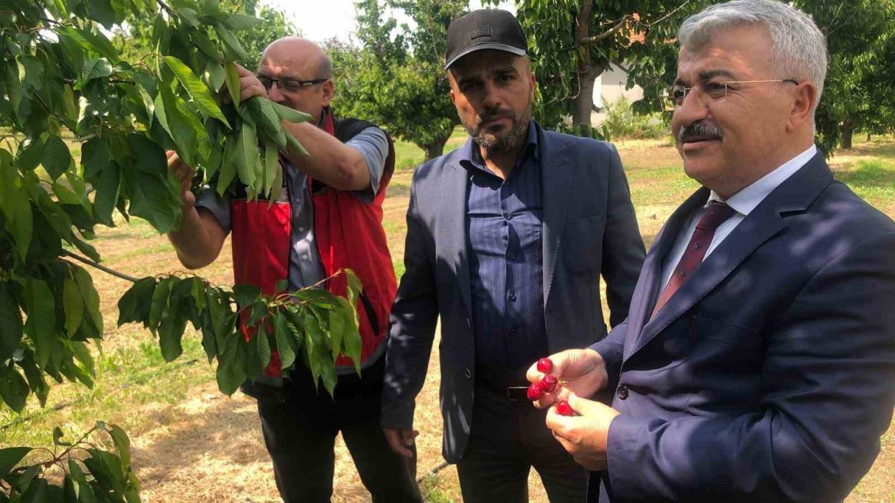 Akşehir Kirazı’nın geleceği sahada değerlendirildi