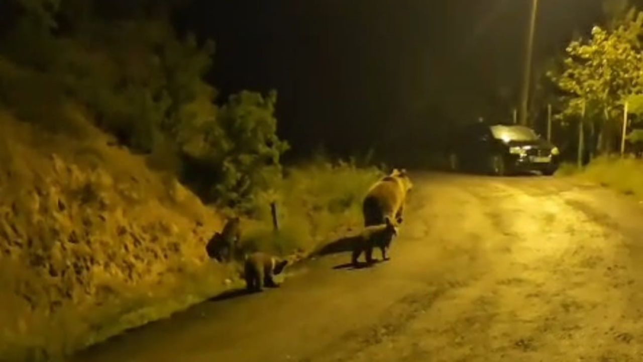 Anne ayı ve üç yavrusu komşusu oldu