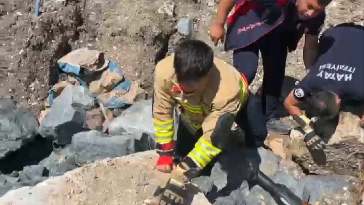Anne kedi yavruları kurtarılana kadar ekiplerin başında bekledi