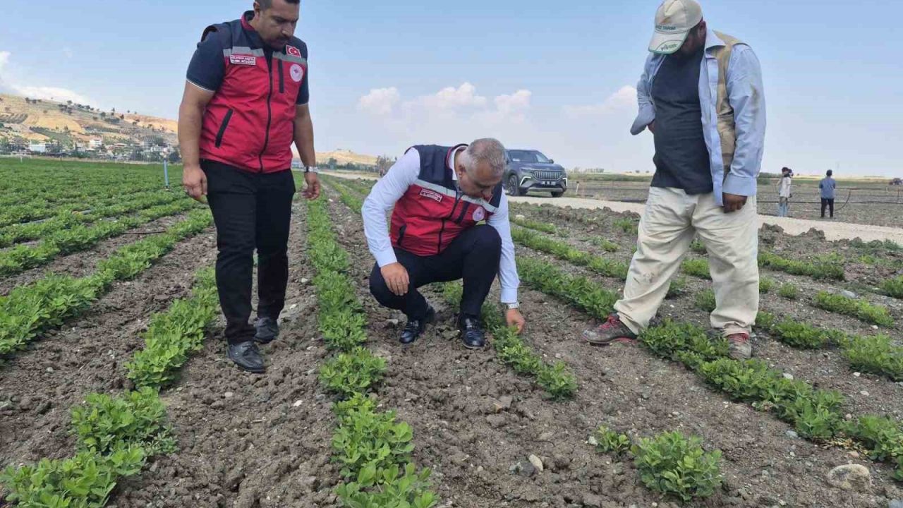 Antakya’da yer fıstığı üretimi yapılan araziler incelendi