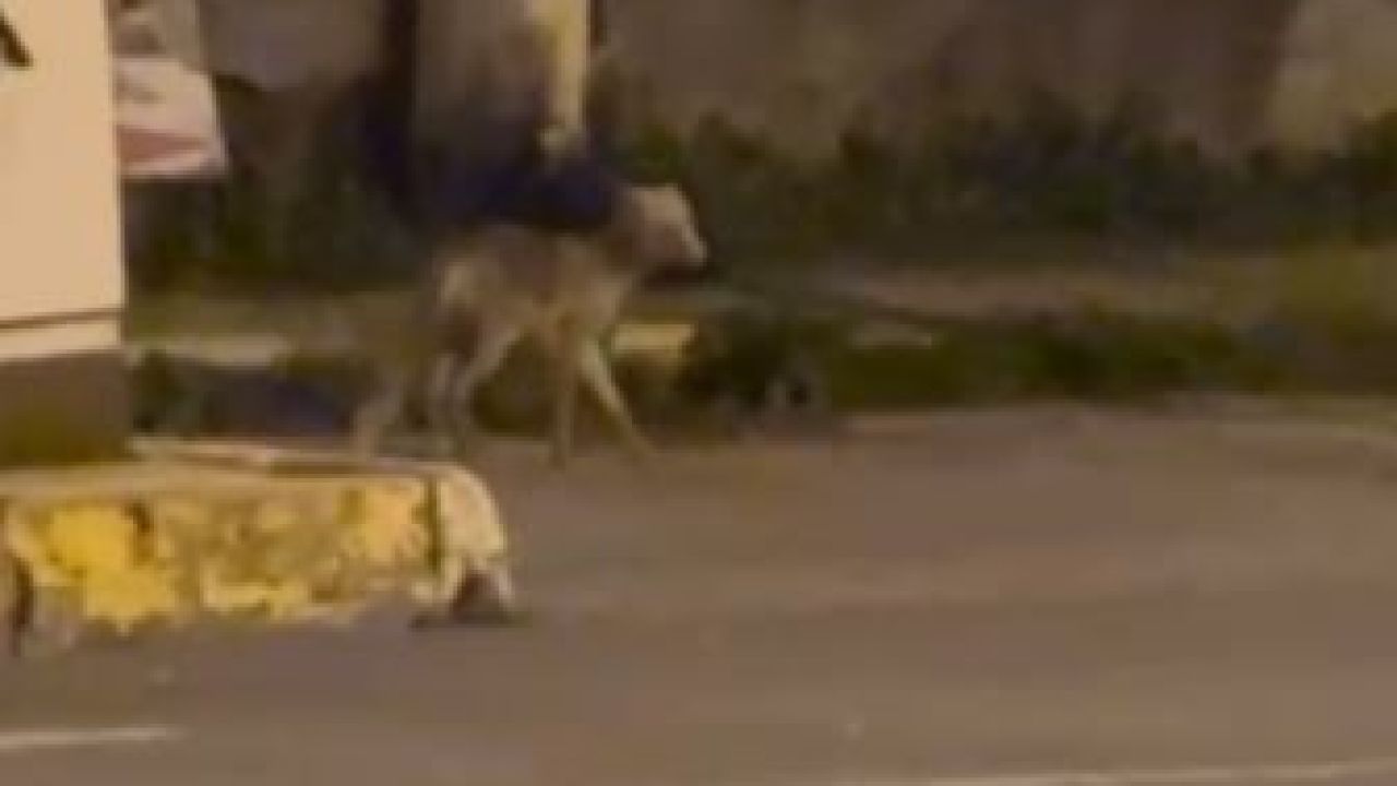 Ardahan’da gece şehre inen tilki kamerada