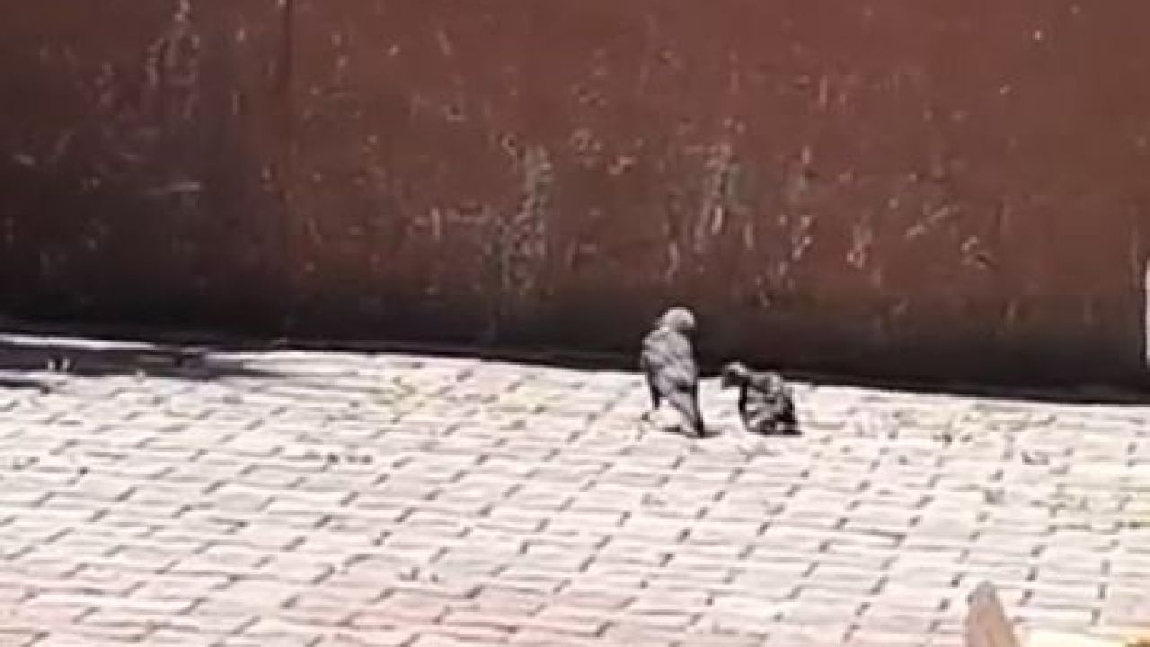 Arnavutköy’de okulun havalandırma boşluğuna düşen karga yavrusu kurtarıldı