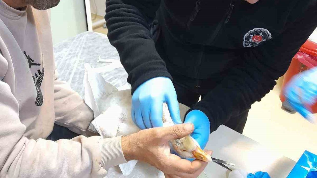 Atmacanın saldırdığı yavru kazı devlet hastanesine götürdü: İlk müdahaleyi güvenlik görevlisi yaptı