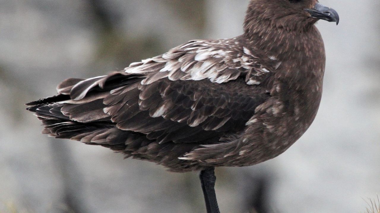 Avustralya ana karasında ilk H5N1 kuş gribi vakası şüphesi