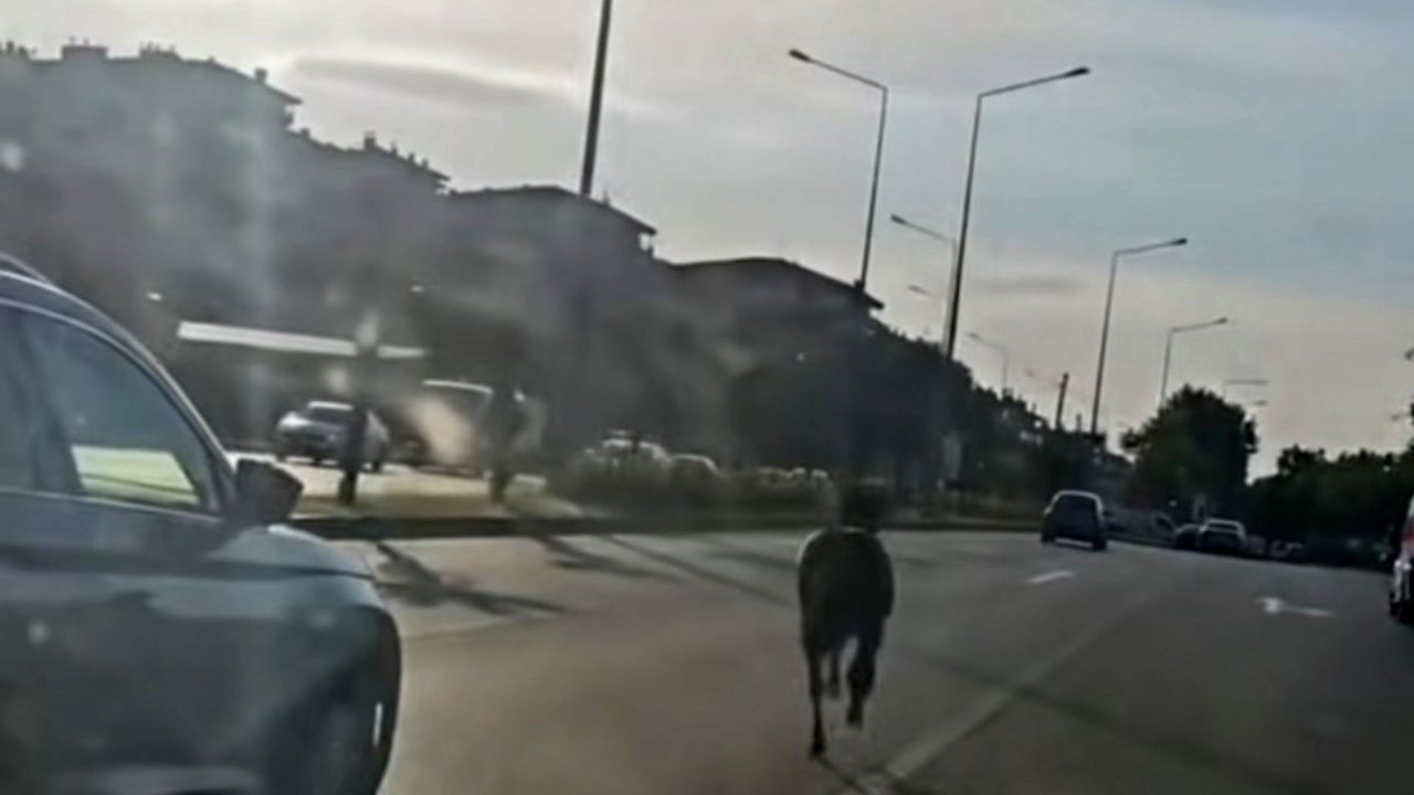 Başıboş at ana yolda trafiği tehlikeye attı