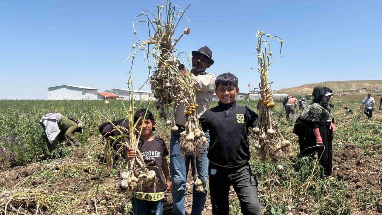 Başkentte alternatif tarımın yeni ürünü: İlk kez yetiştirilen sarımsakta 350 tonluk rekolte