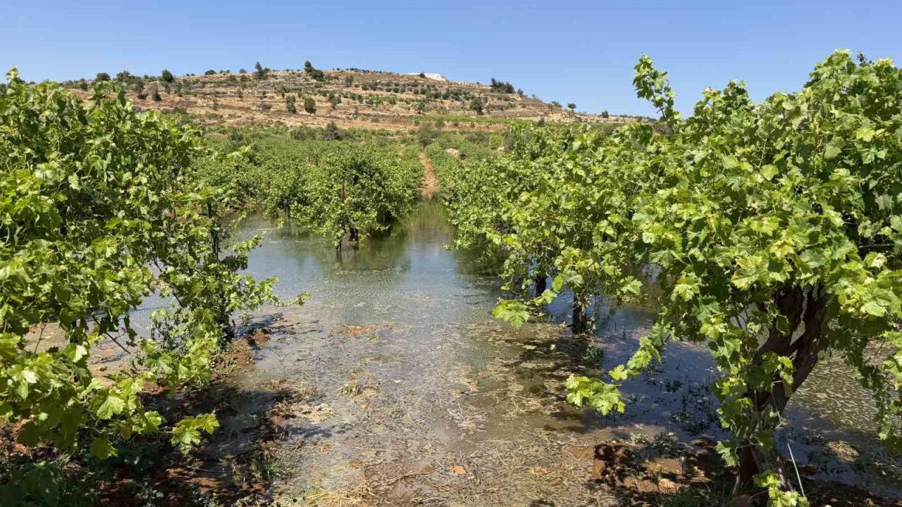 Batı Şeria’daki İsrailli yerleşimciler, Filistinlilerin tarım arazilerine kanalizasyon atığı bıraktı