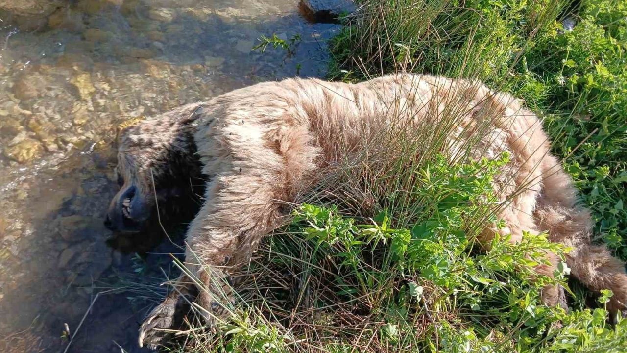 Bayburt’ta yaralı halde görülen bozayı ölü bulundu