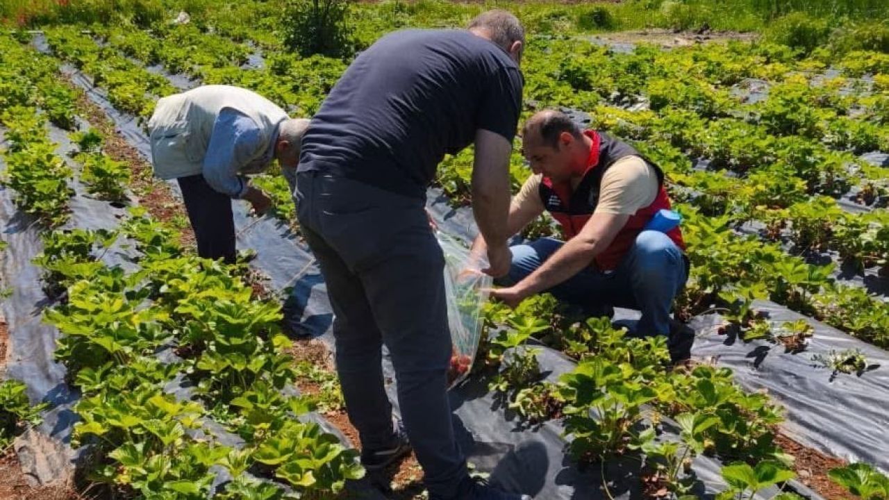 Beyşehir’de çilek hasadı öncesi pestisit denetimleri