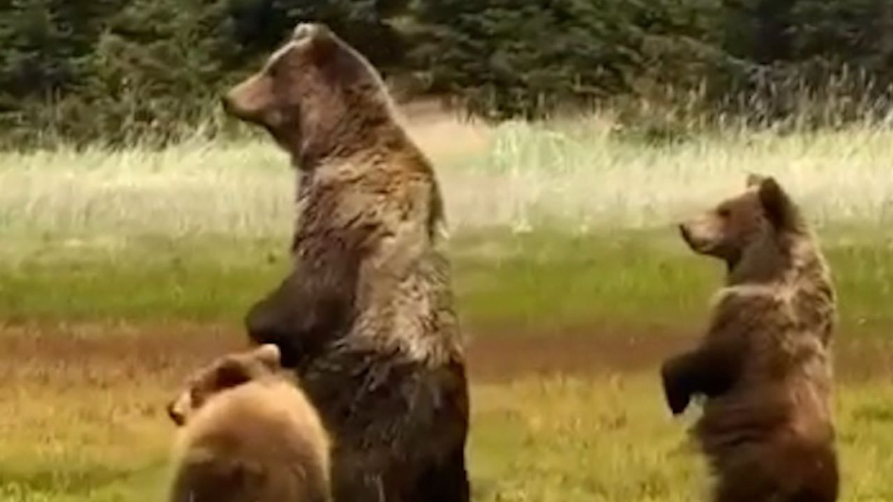 Bolu’da anne ayı ve yavruları kameraya yansıdı