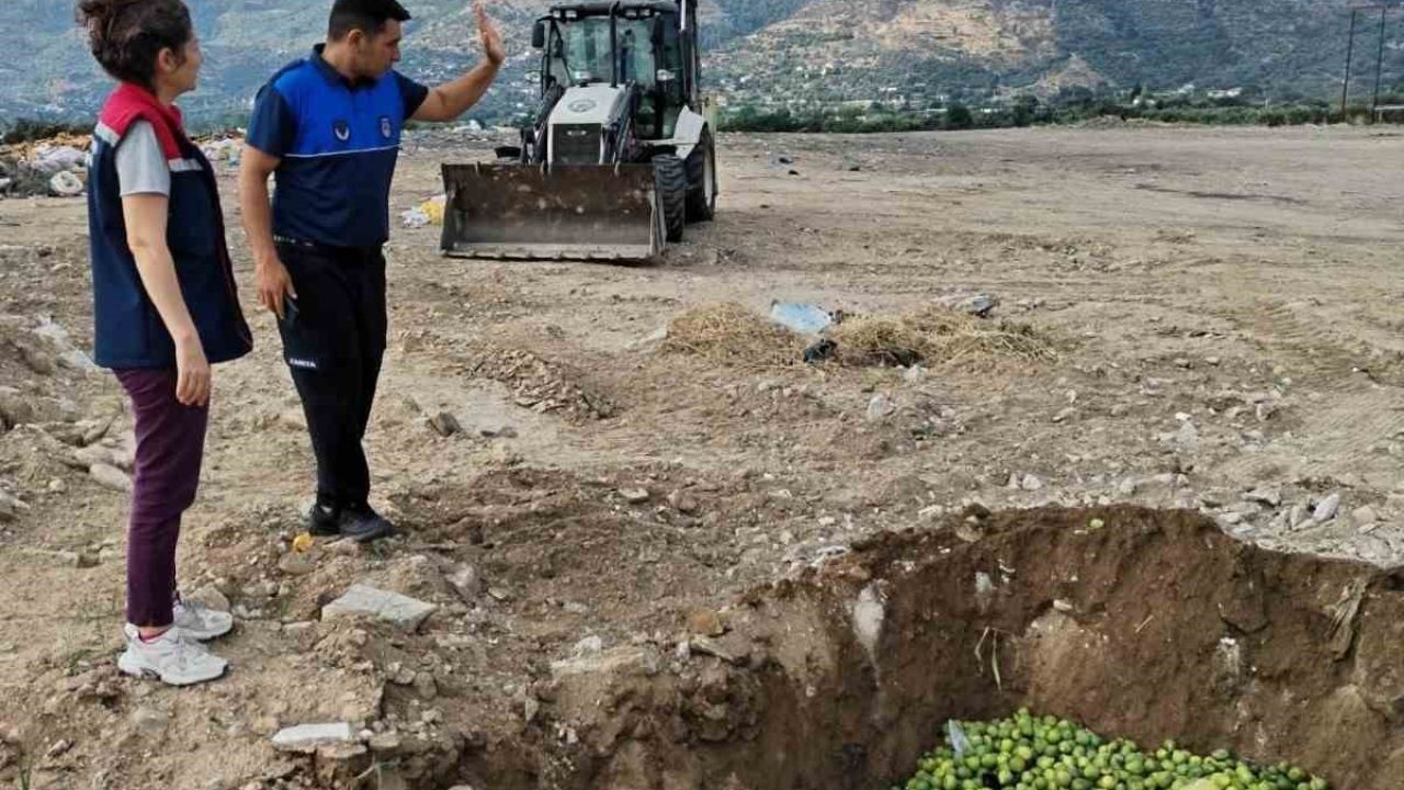 Bozdoğan’da hastalıklı ilekler imha edildi
