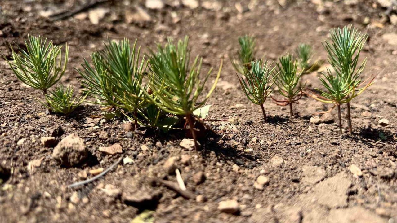 Buldan’da ormanlar için kalıcı çalışmalar başladı
