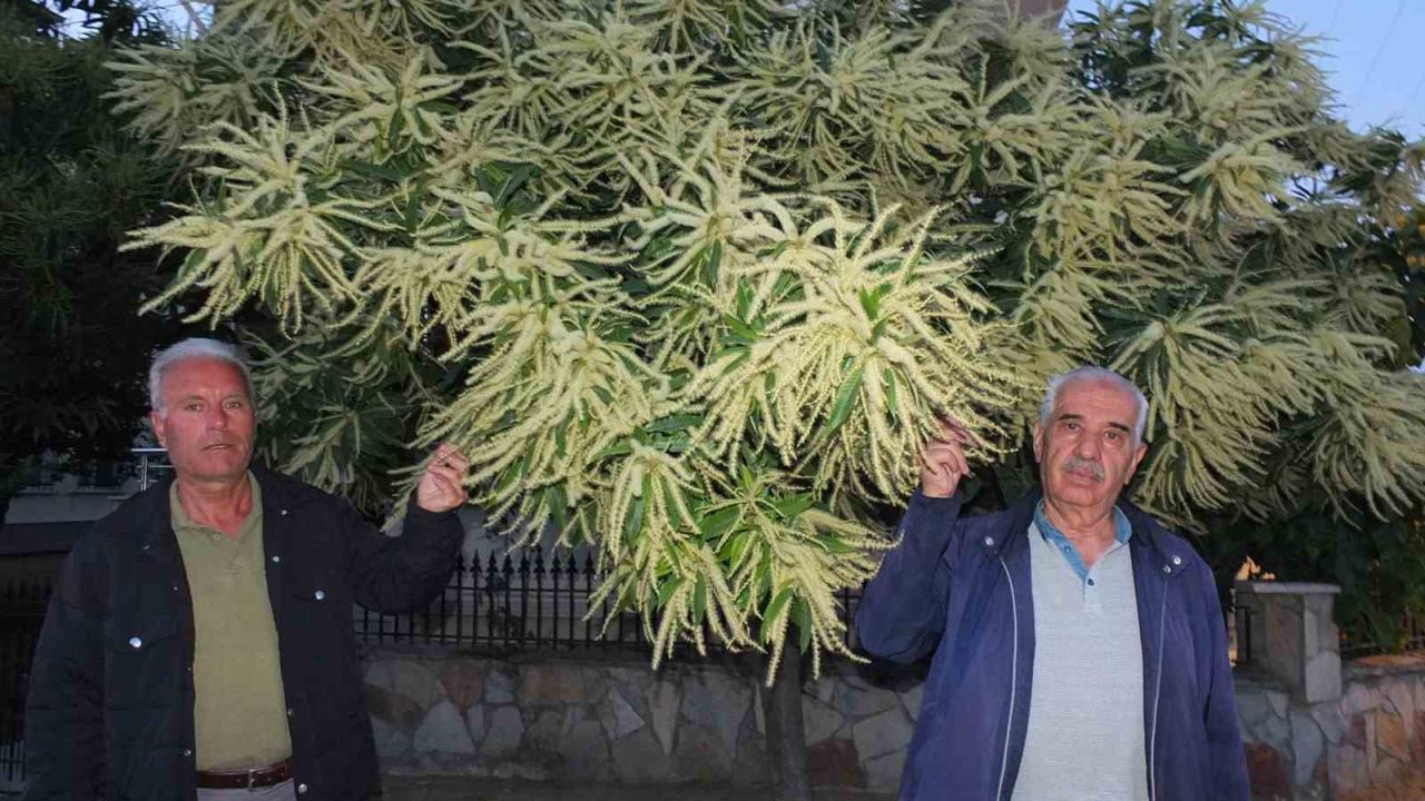 Burhaniye’de kestane ağaçları çiçek açtı
