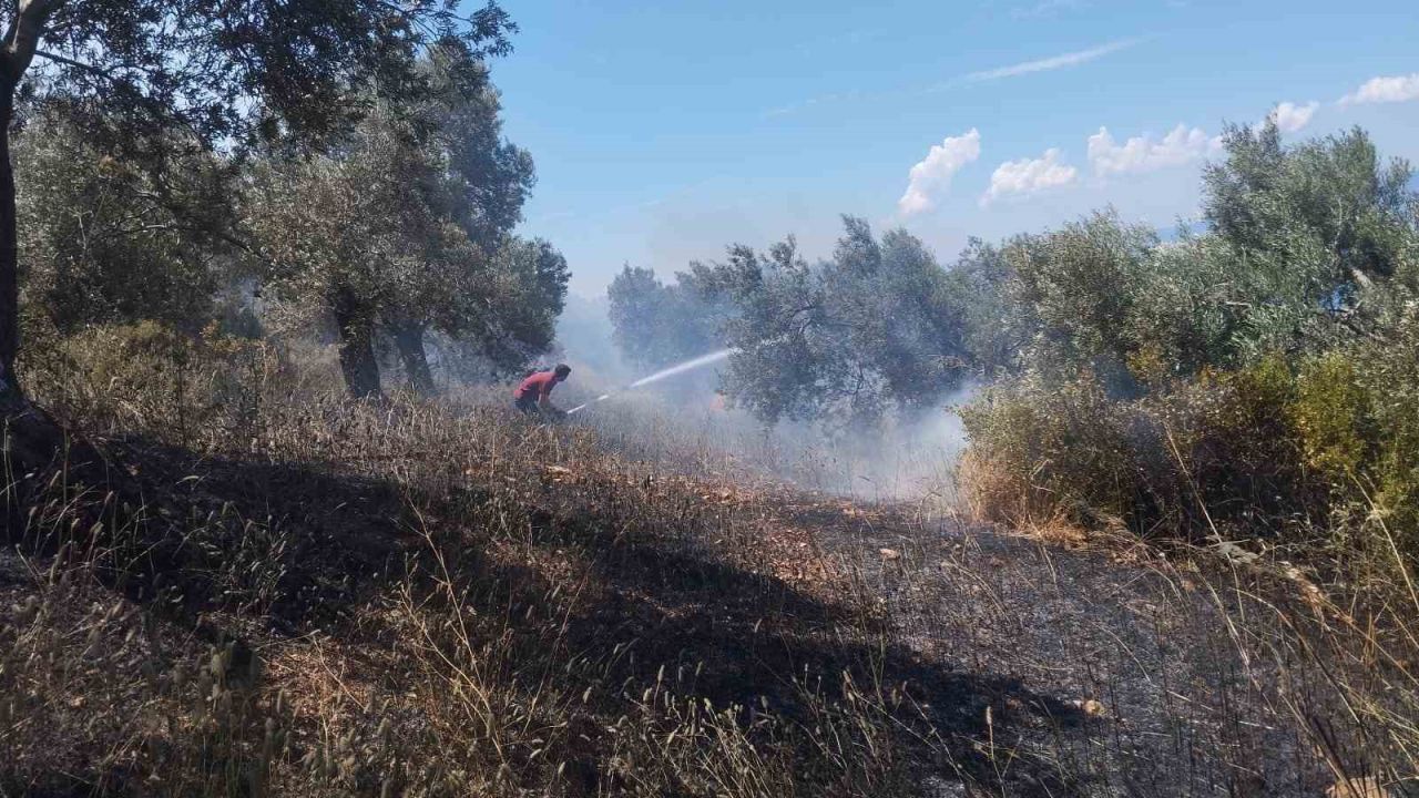 Burhaniye’de zeytinlik yangınına havadan ve karadan müdahale ediliyor