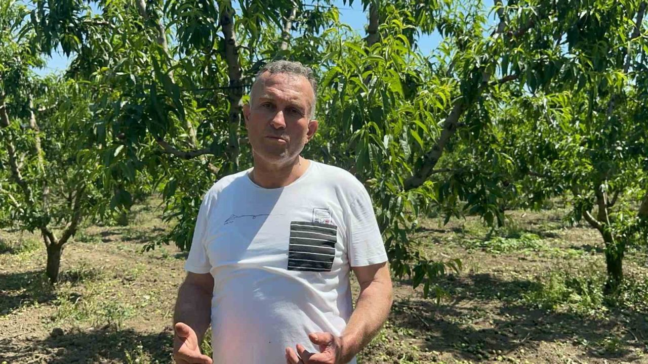 Bursa Ovası’nda dallarda üzüm salkımı gibi nektarin olunca "tekleme" uzun sürdü