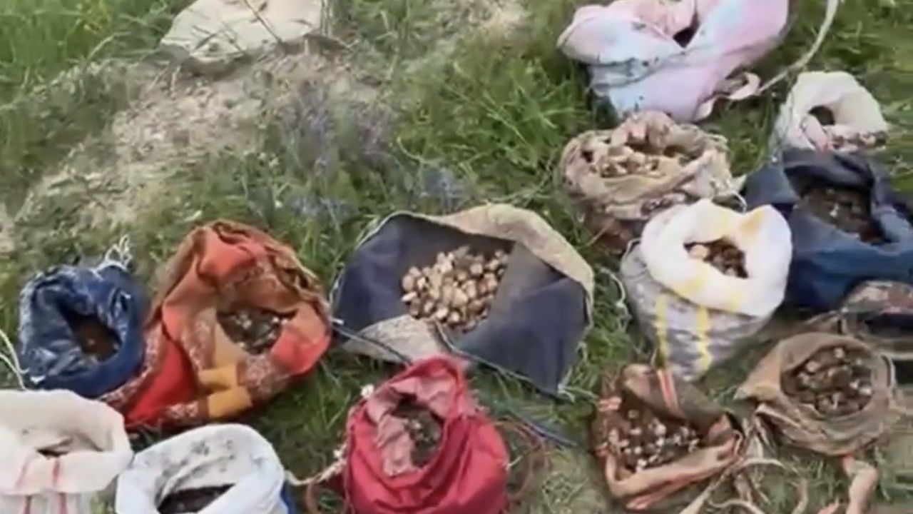 Çankırı’da izinsiz salep toplayan 10 kişiye 6 milyon 992 bin TL ceza