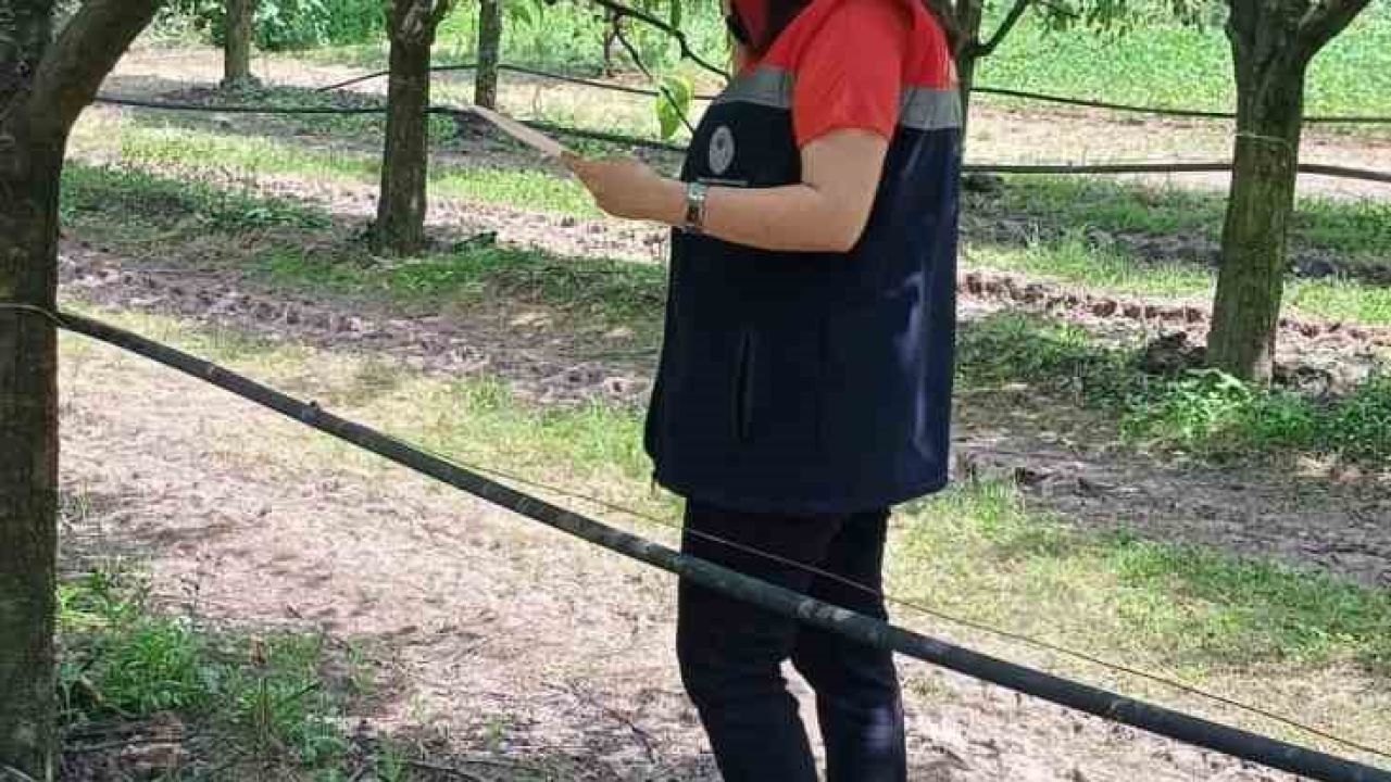 Çarşamba’da fındık üreticilerine ’kokarca’ ve ’külleme’ uyarısı
