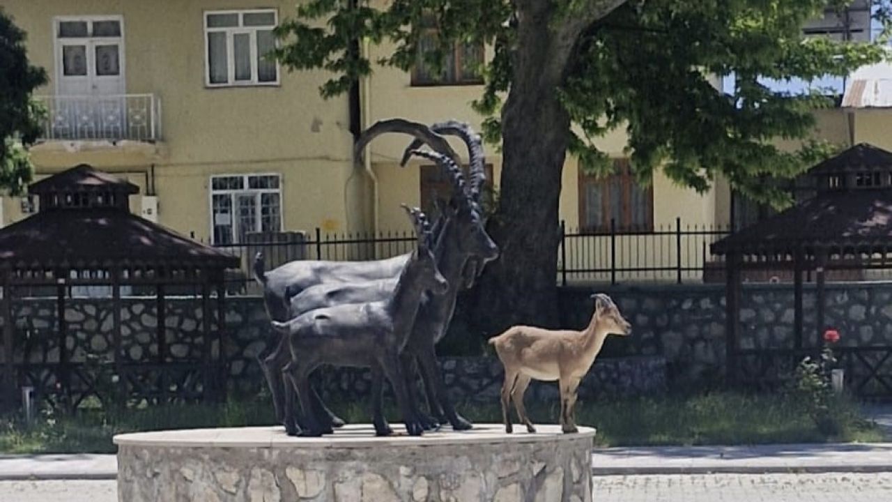 Çemişgezek’te tebessüm ettiren an: Gerçeği ve heykeli aynı karede