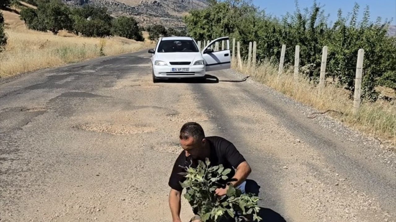 Çermik’te oluşan çukurlara ağaç dikerek yolların yapılmamasını protesto ettiler