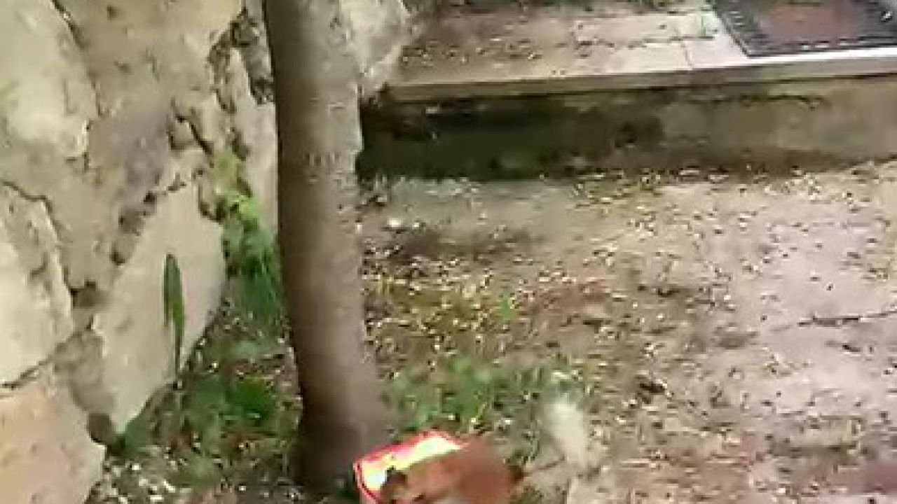Ceviz bulamayınca kabı protesto etti: Sincap ile vatandaşın diyaloğu gülümsetti