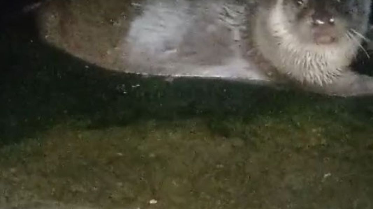 Denizden çıkıp balık yediler, yeniden kayboldular