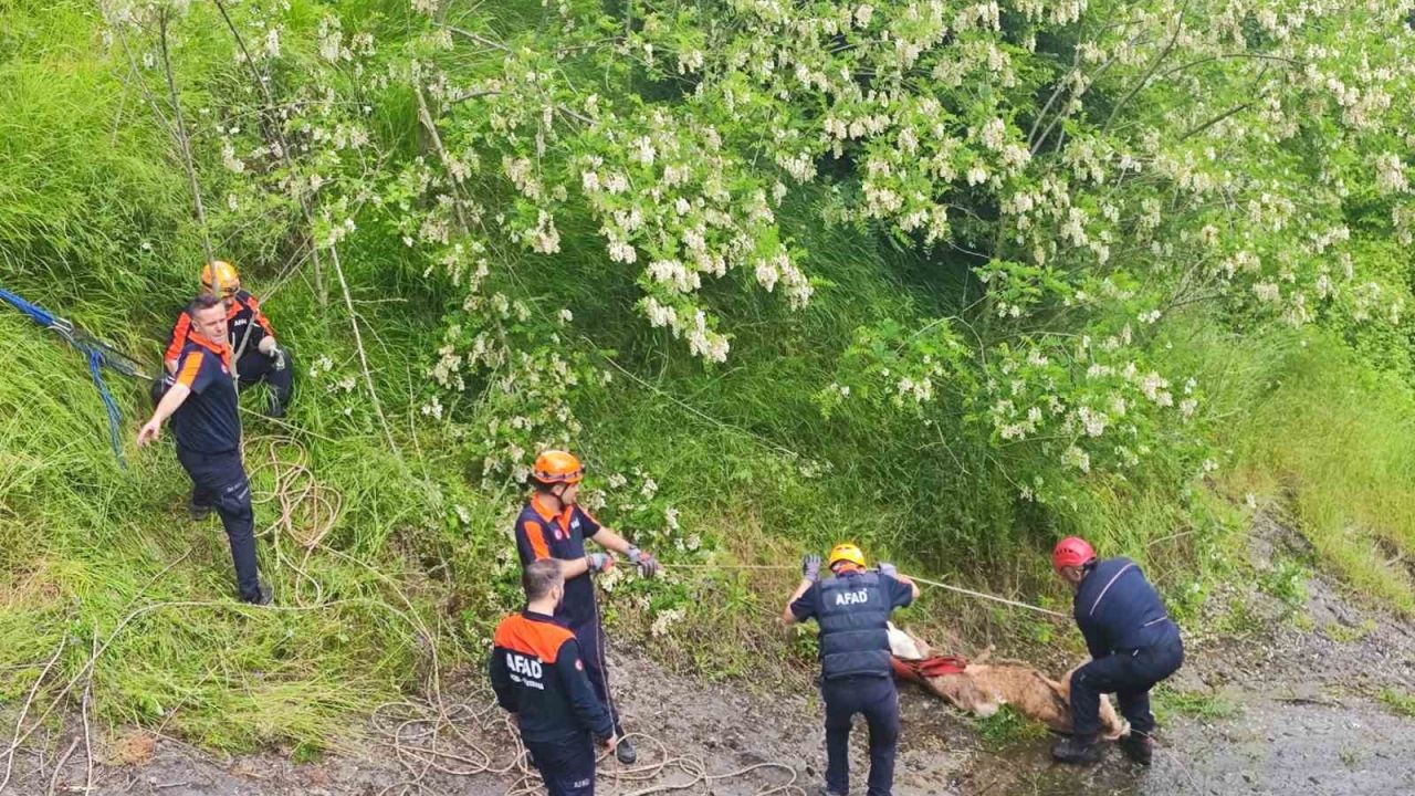Dere kenarındaki kayalıklara düşen düveler kurtarıldı