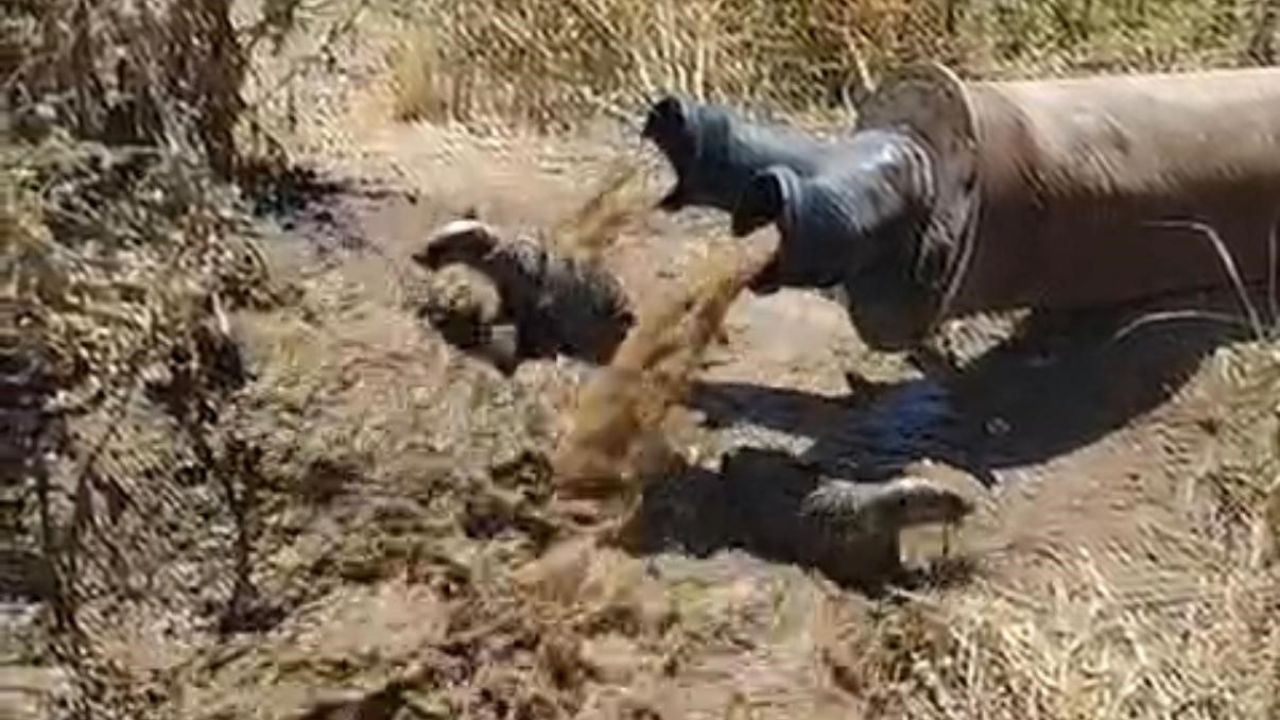 Diyarbakır’da sulama borusundan porsuk çıktı