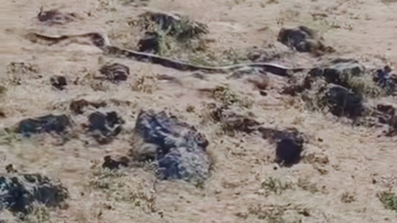 Diyarbakır’da yaklaşık 3 metre uzunluğunda yılan görüntülendi
