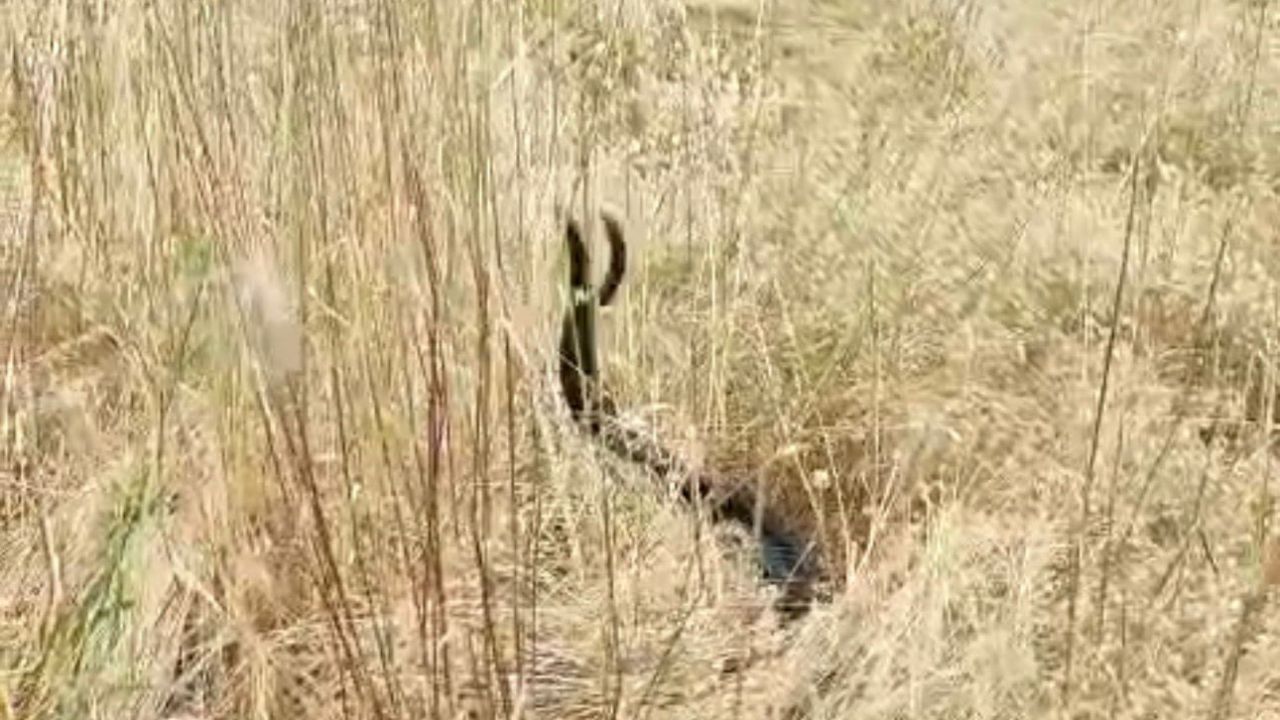 Elazığ’da iki yılanın dansı görüntülendi