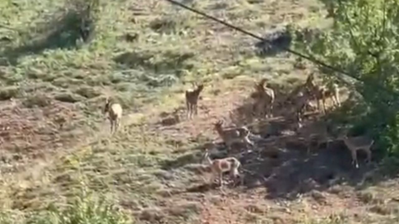 Elazığ’da koruma altındaki dağ keçileri sürü halinde görüntülendi