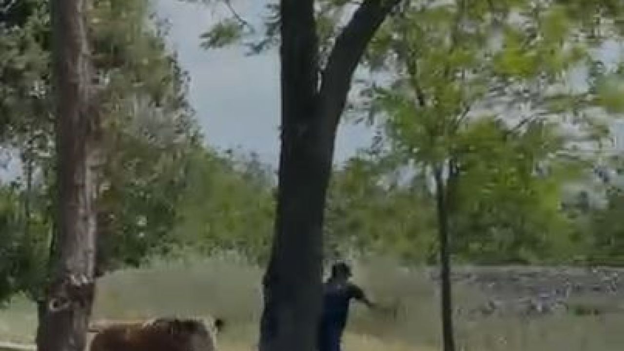 Elazığ’da sahibinden kaçan dana paniğe neden oldu