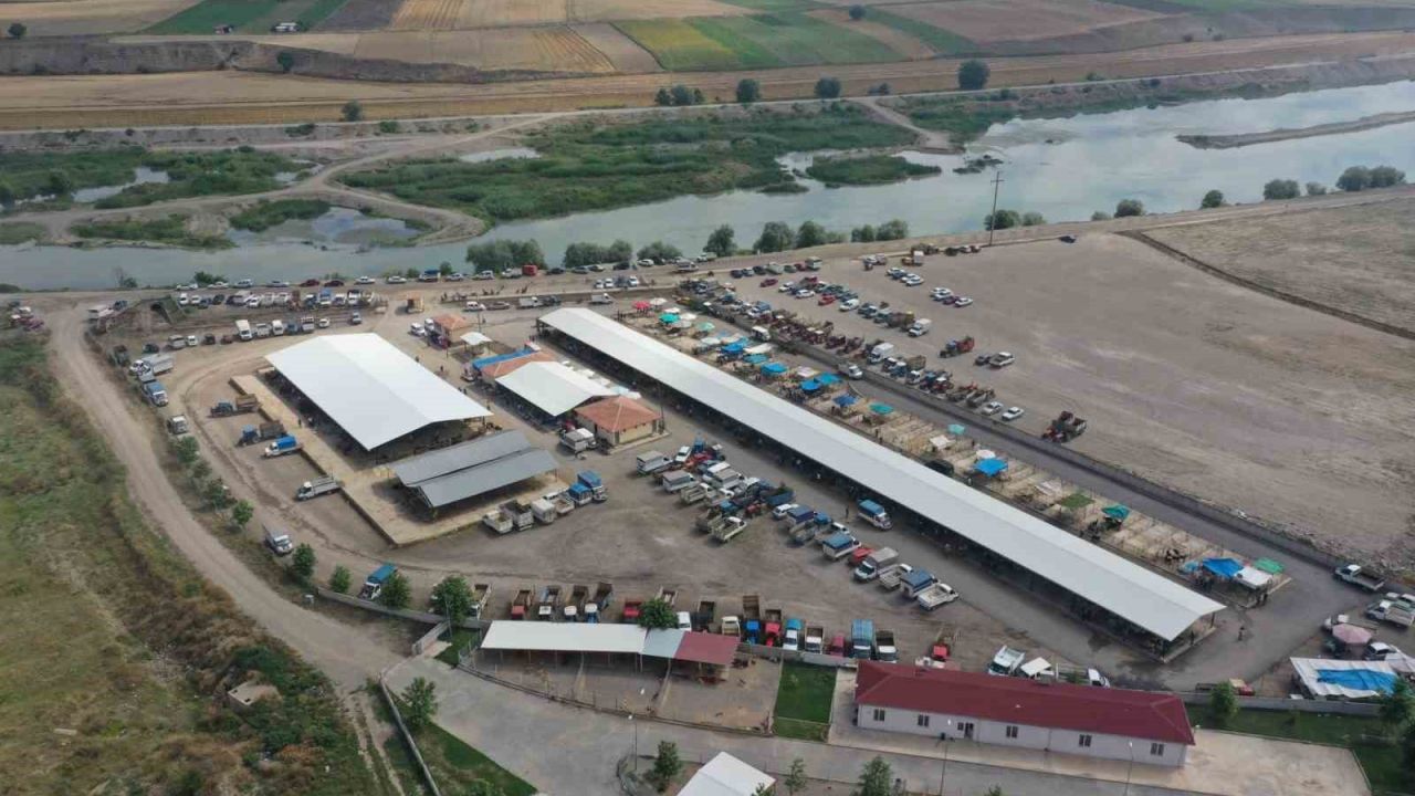 Erbaa’da koyun çiçek hastalığı nedeniyle hayvan pazarı kapatıldı