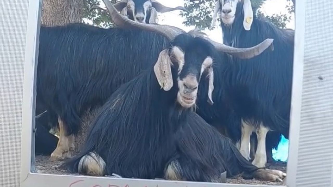 Fenomen çoban bu kez ekran başına geçen keçisine seslendirme yaptı