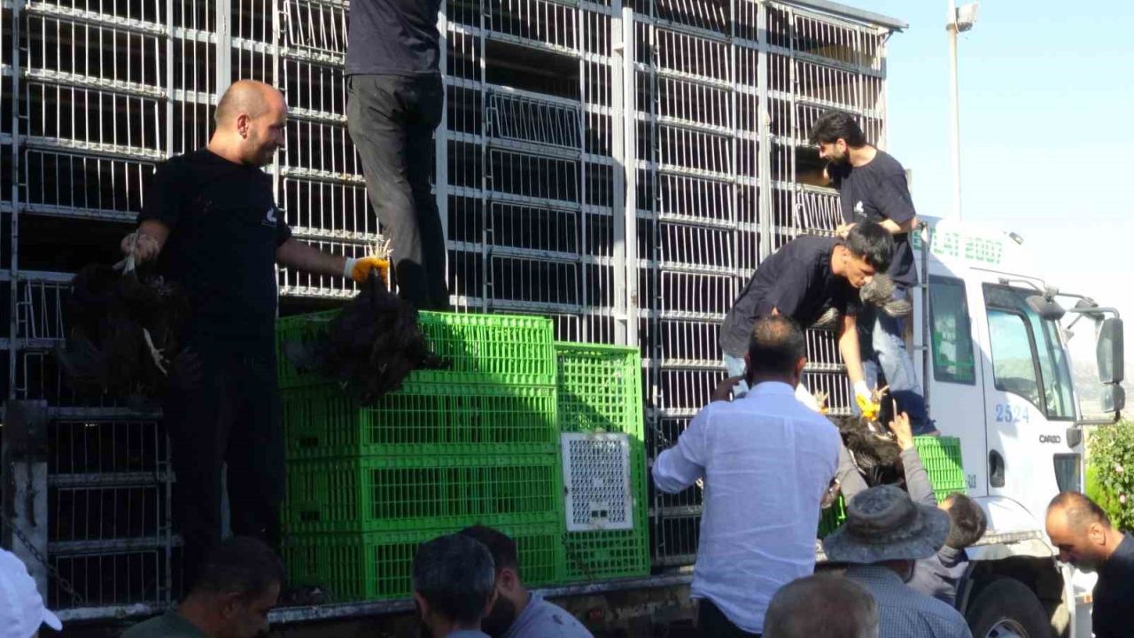 Gercüş’te 107 üreticiye yüzde 75 hibeli tavuk ve yem dağıtıldı
