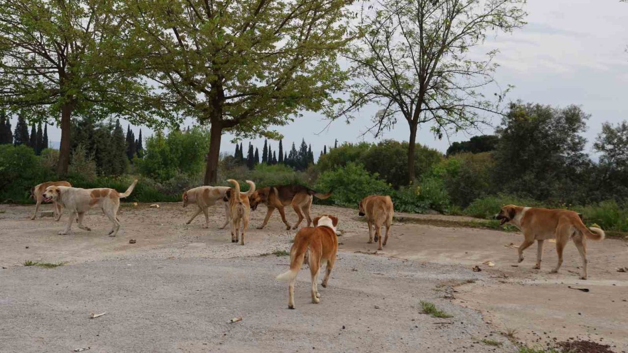 Germencik Belediyesi’nden sahipsiz sokak hayvanlarıyla ilgili açıklama