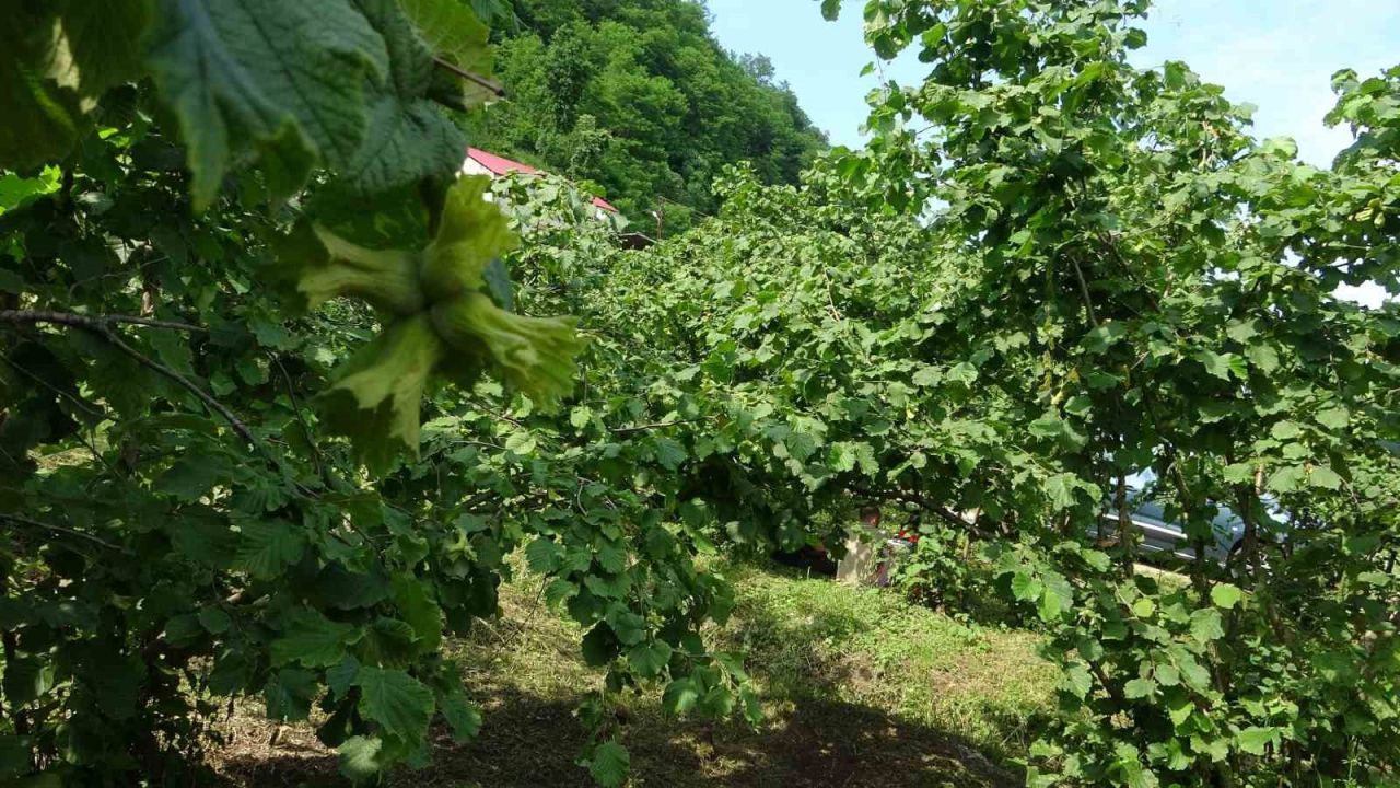 Giresun’da kahverengi kokarcaya karşı samuray arıları doğaya salındı