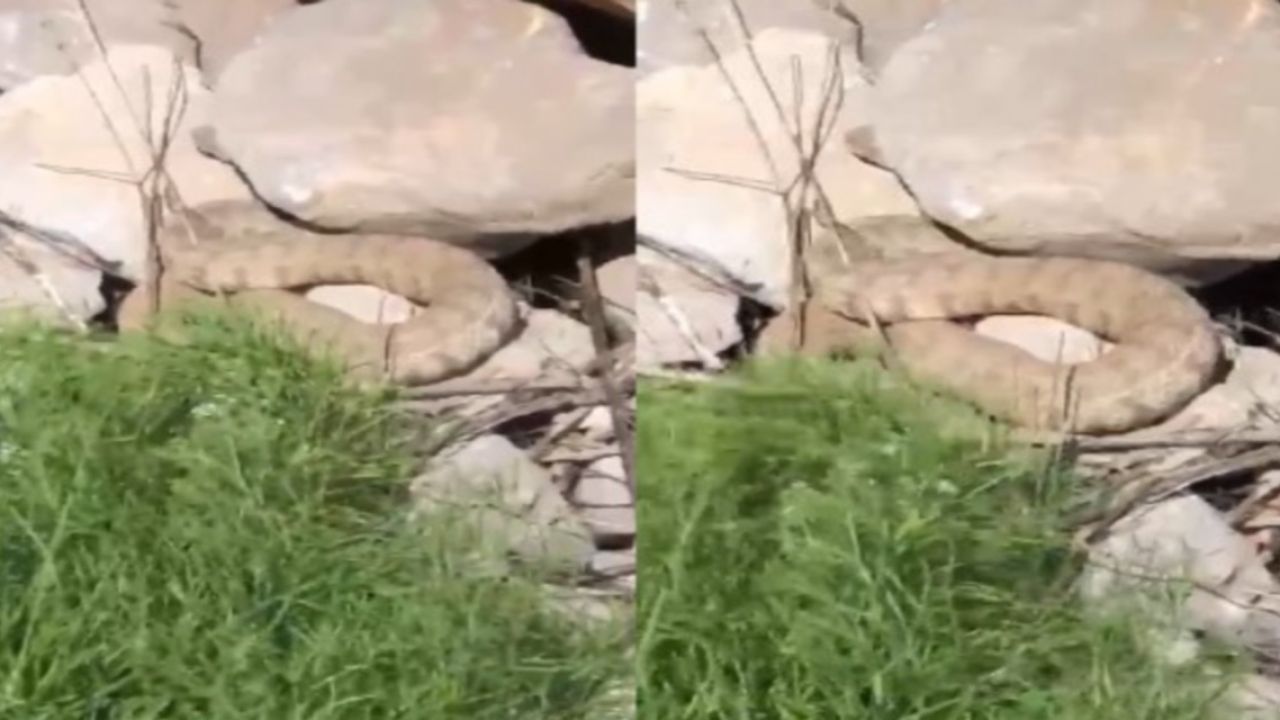 Hakkari’de koca engerek yılanı görüntülendi