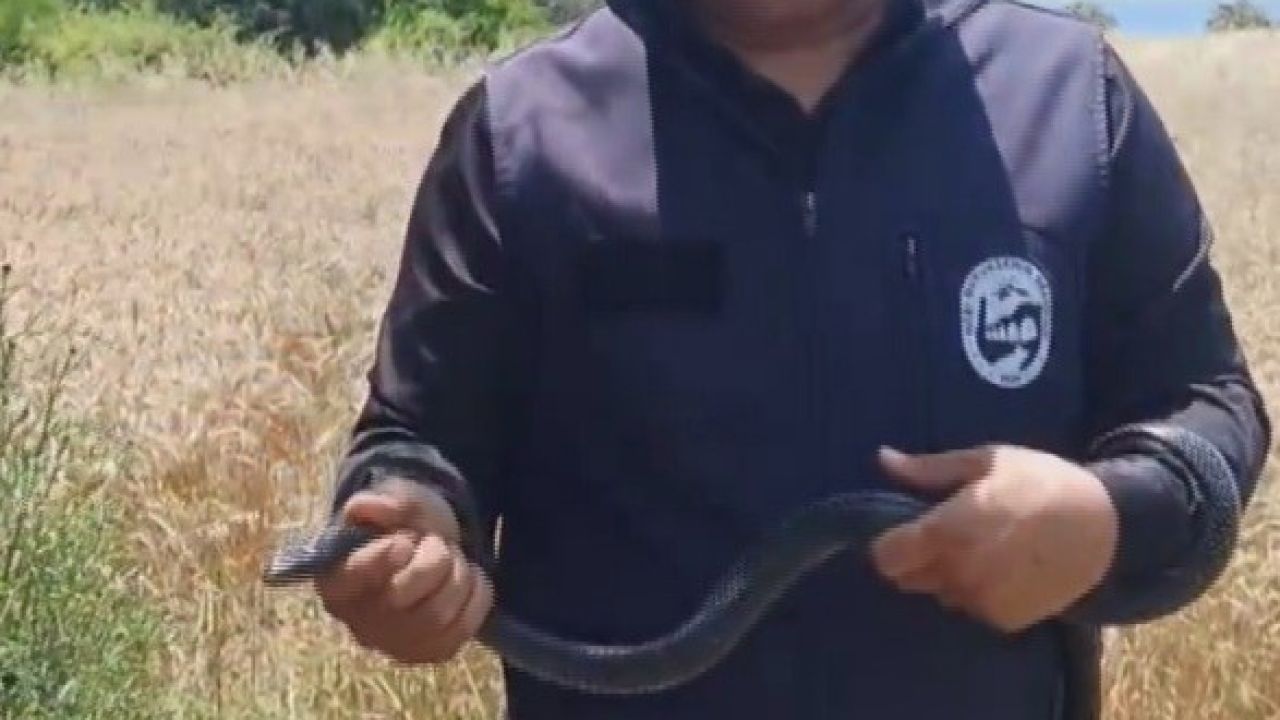 Hatay’da yaşlı kadının evine giren yılanı yakalayan Yılancı Kemal ‘Sevgili karayılan insanlardan uzak dur’ sözleriyle doğaya saldı