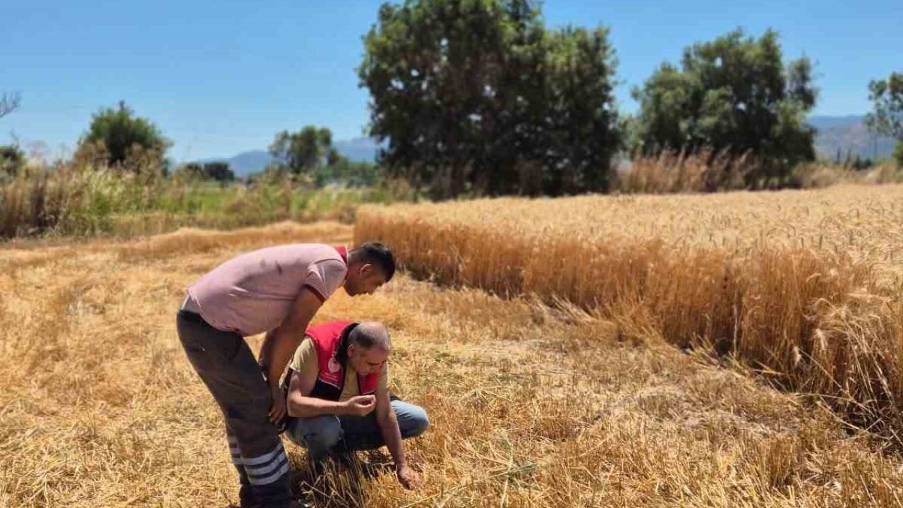 Havran’da hububat hasat kontrolleri yapılıyor