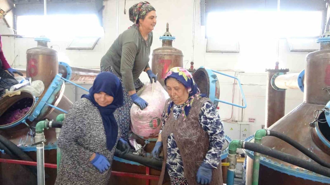 Isparta’nın pembe hazinesi: 4 ton gülden elde edilen yağın kilosu 12 bin avroya alıcı buluyor