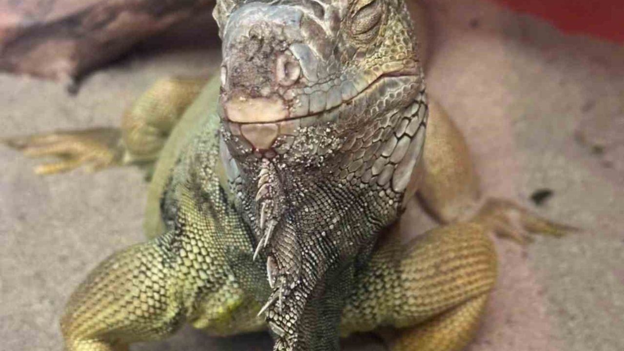 İstanbul’da bir evden tarantula, yılan, akrep, iguana, Afrika dev salyangozları çıktı