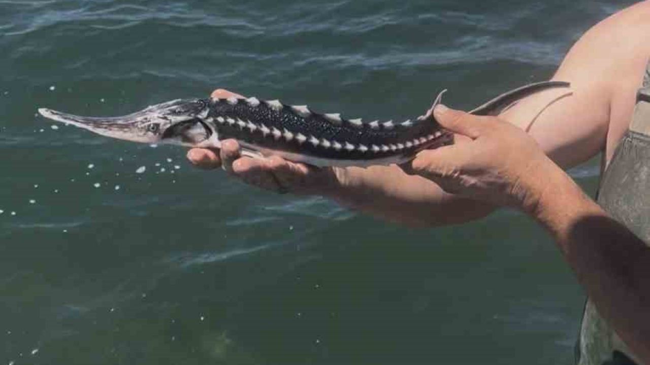İzmit Körfezi’nde ağlara takılan mersin balığı yeniden denize salındı