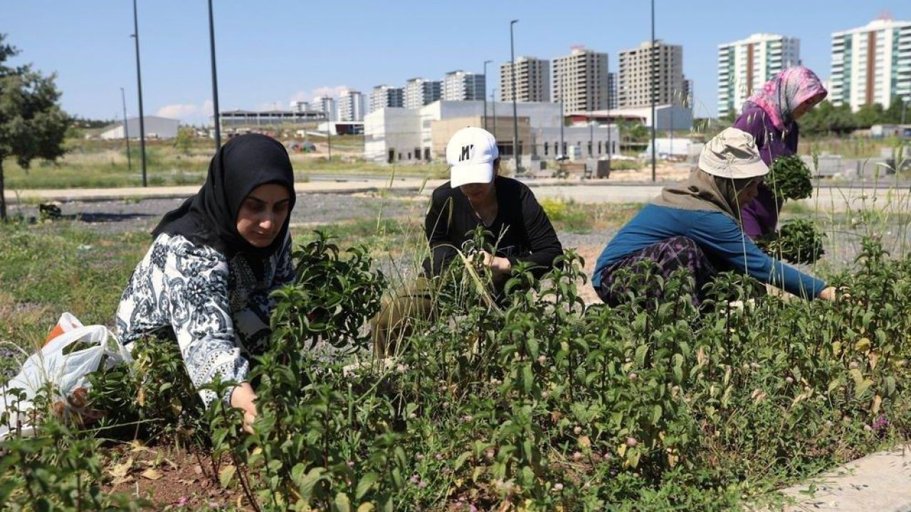 Kadın emeğiyle yetişen tıbbi ve aromatik bitkilerin ilk hasadı yapıldı