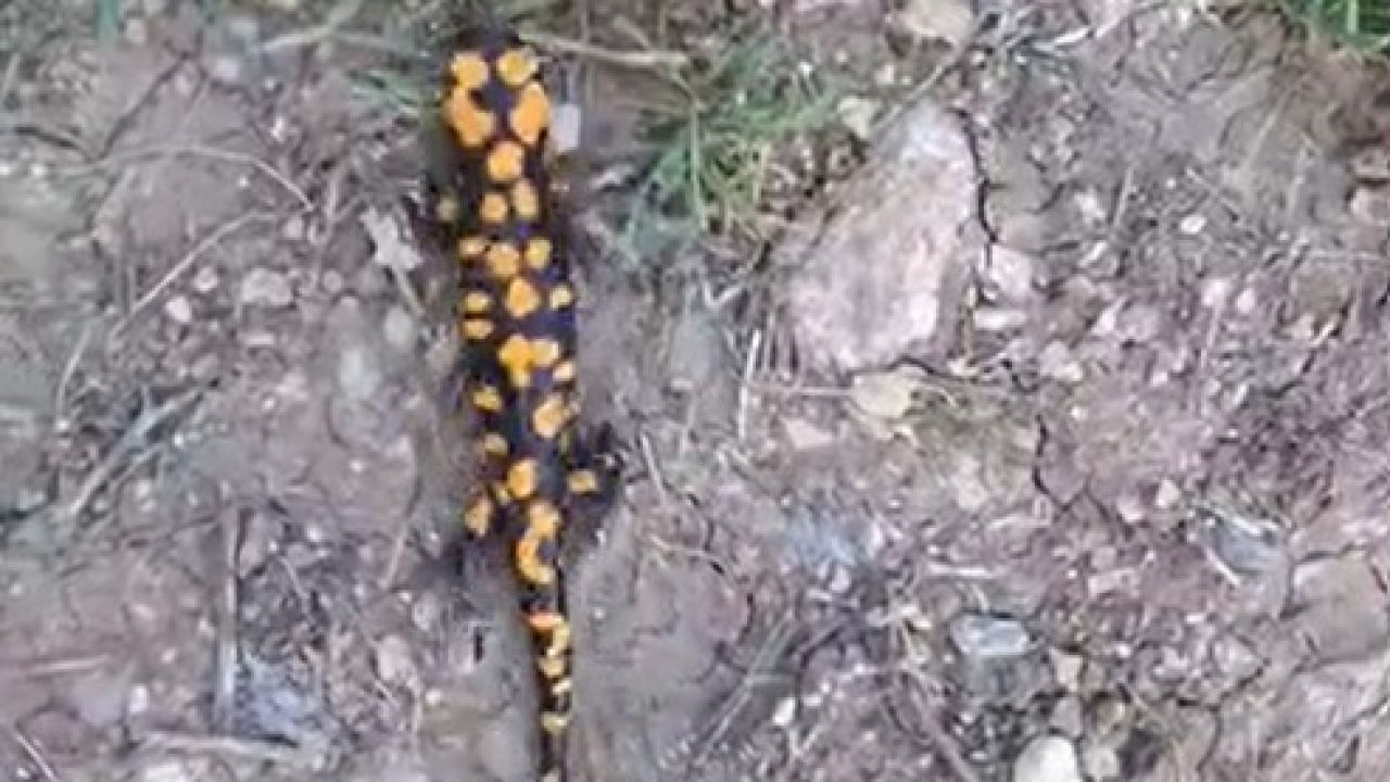 Kahramanmaraş’ta benekli semender görüntülendi