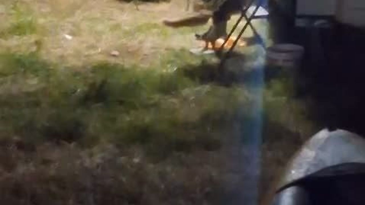 Kamp alanına giren hırsız tilki kameraya yakalandı