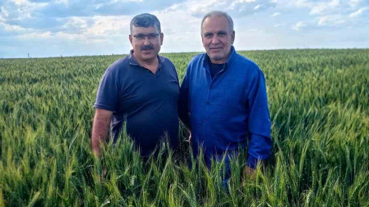 Karapınar’da arpa ve buğday tarlalarında yatma problemi